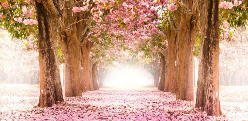 Sakura Live Wallpaper pc screenshot
