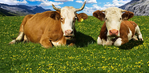 Cow Wallpaper pc screenshot