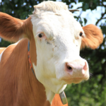 Cow Wallpaper icon