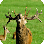 Whitetail Deer Hunting Calls icon