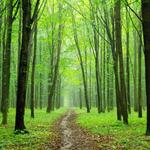 Forest HD free wallpapers icon