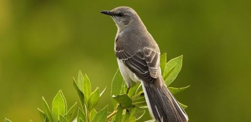 Birds Calls Sounds pc screenshot Birds Calls Sounds pc screenshot