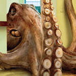 octopus live wallpapers free icon