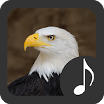 Bald Eagle Sounds icon