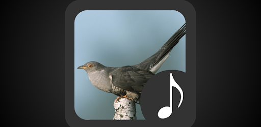 Cuckoo Sounds pc screenshot
