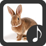 Rabbit Sounds icon