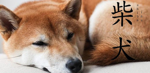 cute cute shiba dog wallpaper pc screenshot