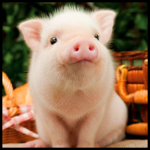 Cute Pigs Wallpaper icon