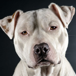 Pitbull Wallpaper icon