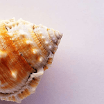Conch Shell Puzzle icon