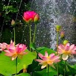 Good night greetings from friends for pc icon