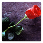 Flower Photos! icon