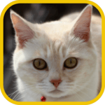Animal Sounds for pc icon