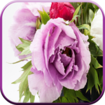 Best Good Morning Images icon