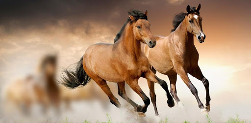Horse breeds - Photos pc screenshot Horse breeds - Photos pc screenshot