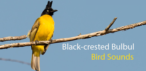 Black-crested bulbul bird sounds pc screenshot