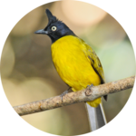 Black-crested bulbul bird sounds icon