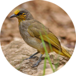 Bulbul Bird Sound Ringtones icon