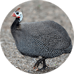 Guinea Fowl Sounds & Calls icon