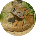 Mongoose Sounds icon
