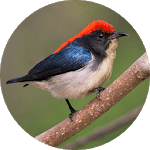 Scarlet-backed flowerpecker Sounds icon