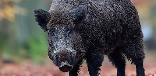 Wild boar sound & calls pc screenshot