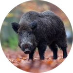 Wild boar sound & calls icon