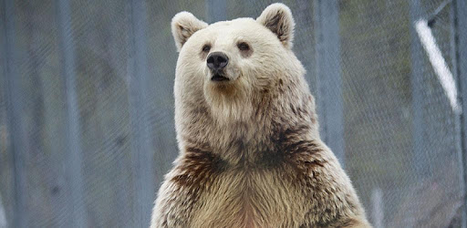 Bear (Animal) sounds pc screenshot Bear (Animal) sounds pc screenshot