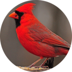 Cardinal bird sounds for pc icon