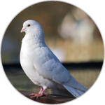 Dove sounds icon