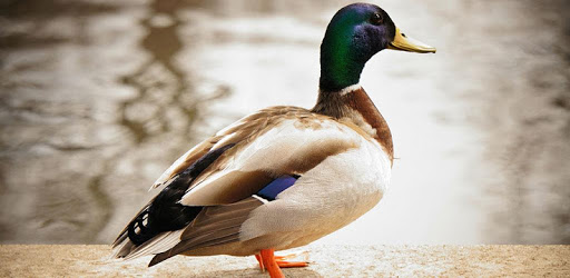 Duck Sounds 2017 pc screenshot Duck Sounds 2017 pc screenshot