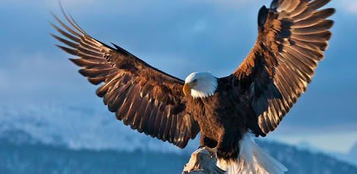 Eagle Sounds and Ringtone pc screenshot