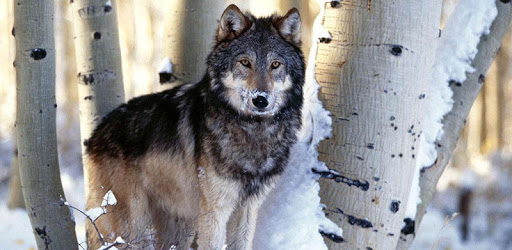 Gray wolf Sounds pc screenshot Gray wolf Sounds pc screenshot