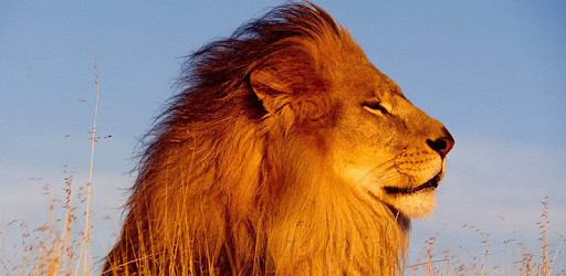 Lion Sounds and Ringtone pc screenshot Lion Sounds and Ringtone pc screenshot
