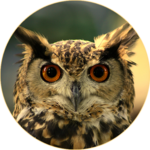 Owl Sounds icon