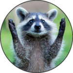 Raccoon Sounds icon