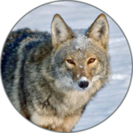 Coyote (Animal) Sounds icon