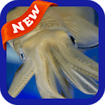 Squid Wallpaper icon