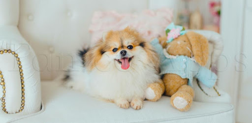 Tile Puzzle Pomeranian Dogs pc screenshot Tile Puzzle Pomeranian Dogs pc screenshot
