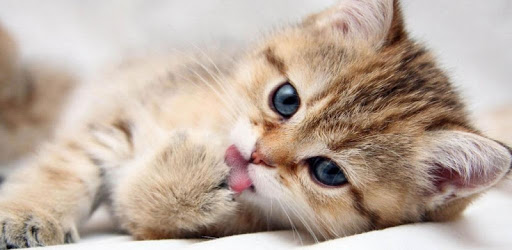 Cat 3D Live Wallpaper pc screenshot Cat 3D Live Wallpaper pc screenshot