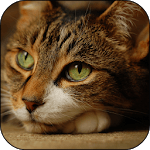 Cat 3D Live Wallpaper icon