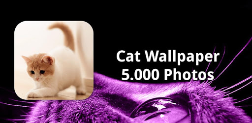 Cat Wallpapers HD 🐱😻 pc screenshot
