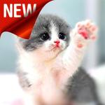 Cat Wallpapers HD 🐱😻 icon