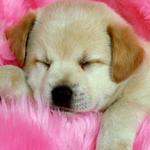 Dog Wallpapers 🐶🐩 icon
