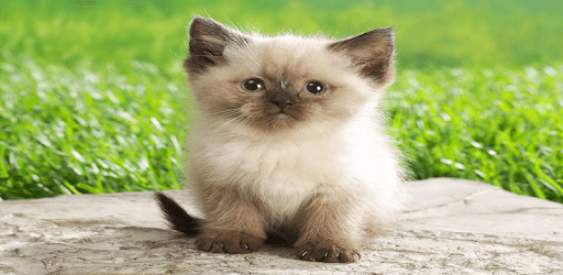 Animals Wallpapers pc screenshot Animals Wallpapers pc screenshot