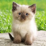 Animals Wallpapers icon
