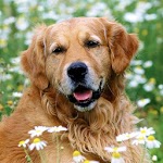 Animals Wallpapers Vol. 2. icon