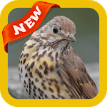 Thrush Wallpaper icon