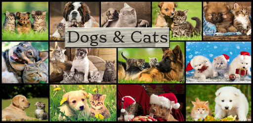 Dogs vs Cats: Kid Puzzle Games pc screenshot Dogs vs Cats: Kid Puzzle Games pc screenshot