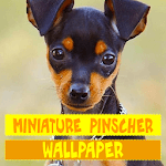 Miniature Pinscher Dog Wallpaper icon